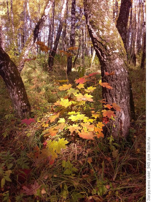 В солнечном софите))