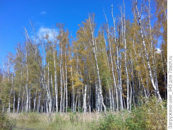 Березовая роща