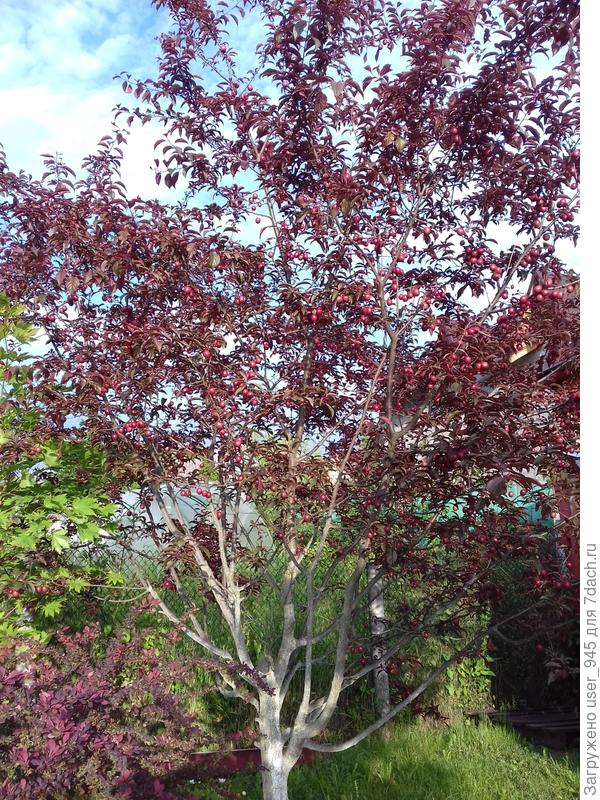 Моя красавица в июне))