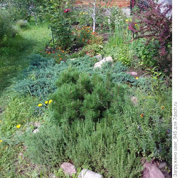 Вот такой шарик за 10-ть лет, посажена одновременно с можжевельником.