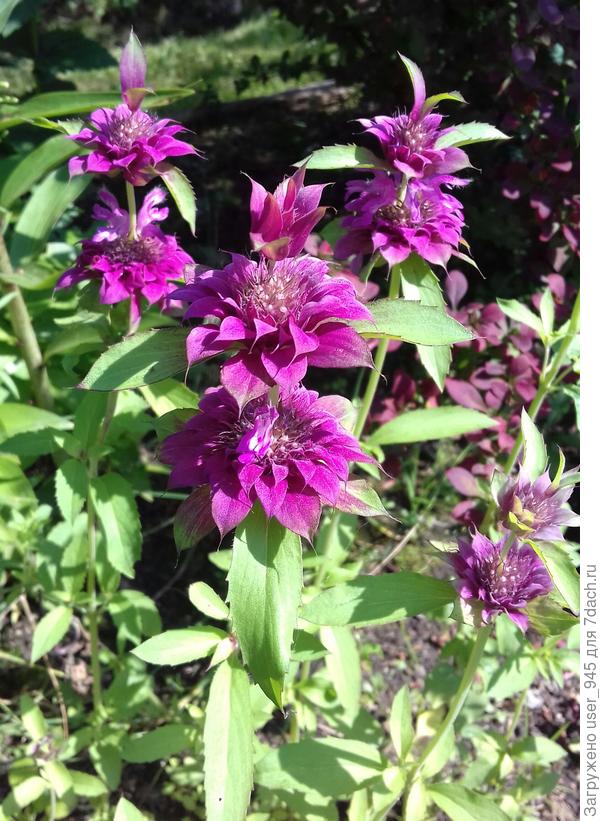 Монарда Бергамо))