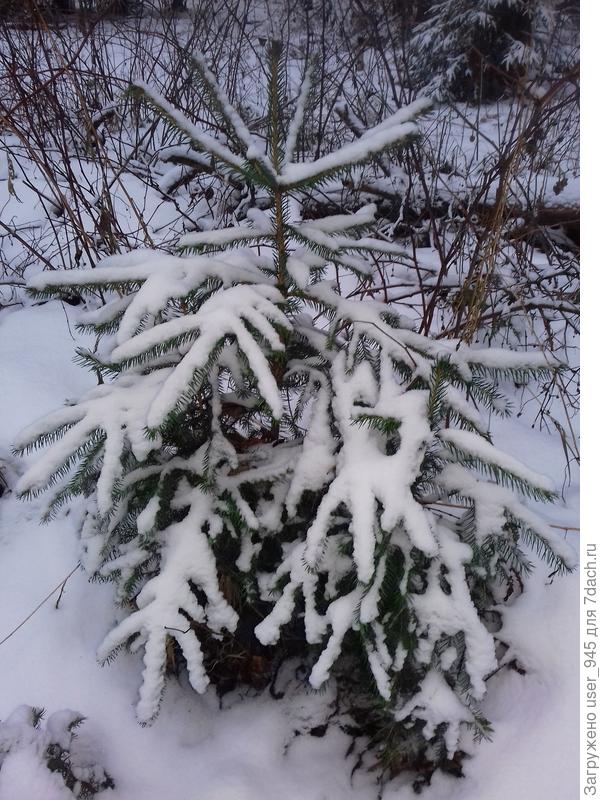 Еще бы солнышко, и совсем празднично было бы))