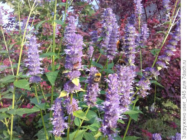 Пир для всех любителей нектара))