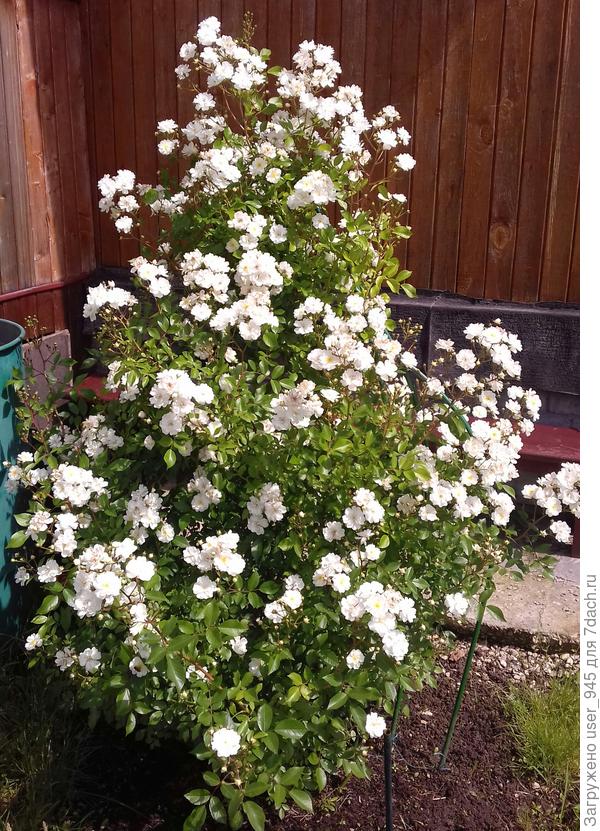 Это она в начале цветения, потом около месяца цветет по немногу, и в конце августа опять пышно и на новых побегах до самых заморозков в бутонах))