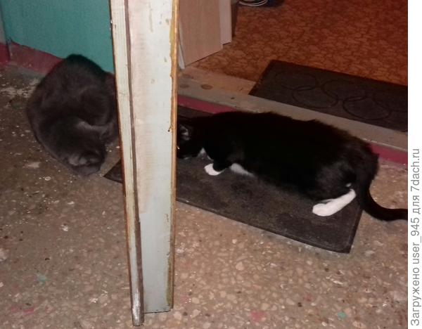 Вот так и караулят друг друга))