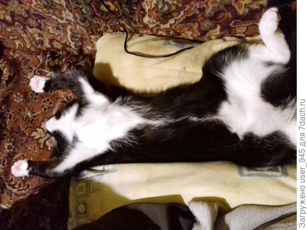 Муся спит на любимой подушке))