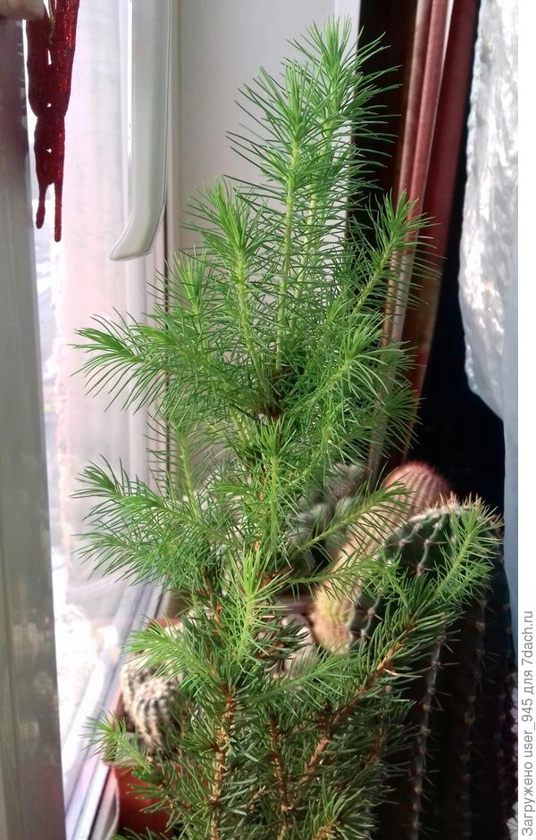 А меня только коника нежной зеленью мохнатых побегов радует)))