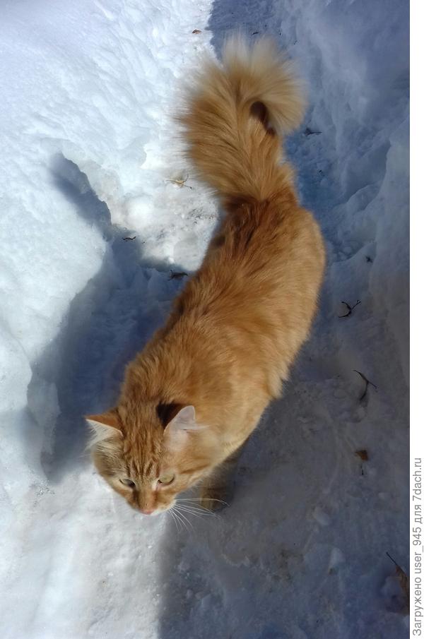 8 марта у мамы, Рыжий вышел со мной погулять)))