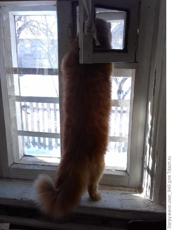 Выходит гулять и назад через форточку)) Створки, одна открывается наружу другая внутрь, папа связал между собой, чтобы когда кот проходил, одна из створок закрывала другую))