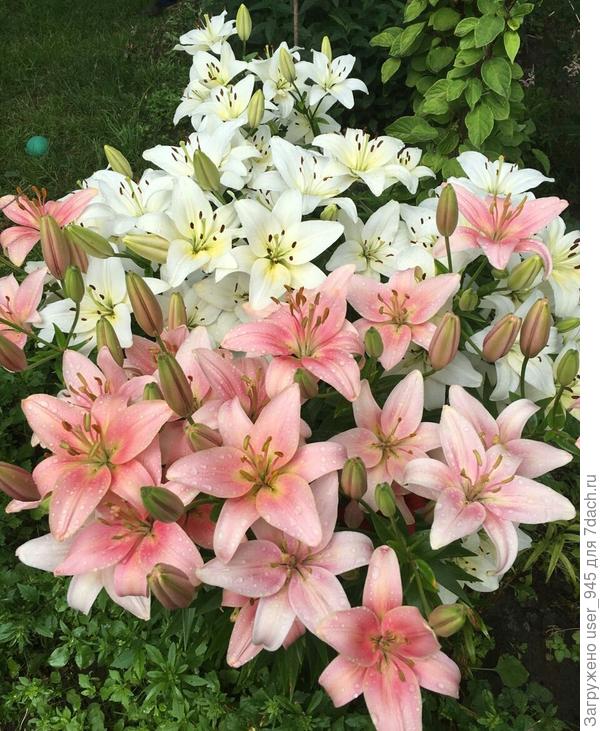 С Днём Рожденья!)))