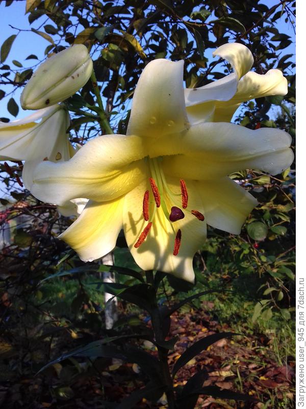 Теперь буду ждать, когда разрастутся)))