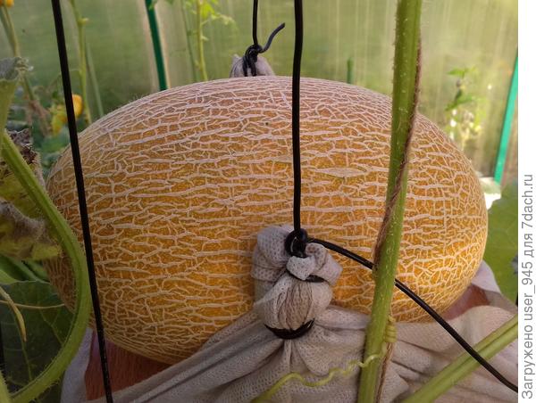 Запах стоял...., я в теплицу на ароматерапию ходила)))