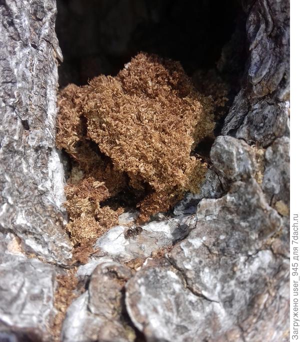 Взбили трухлявую сердцевину как пух, и снуют туда сюда))