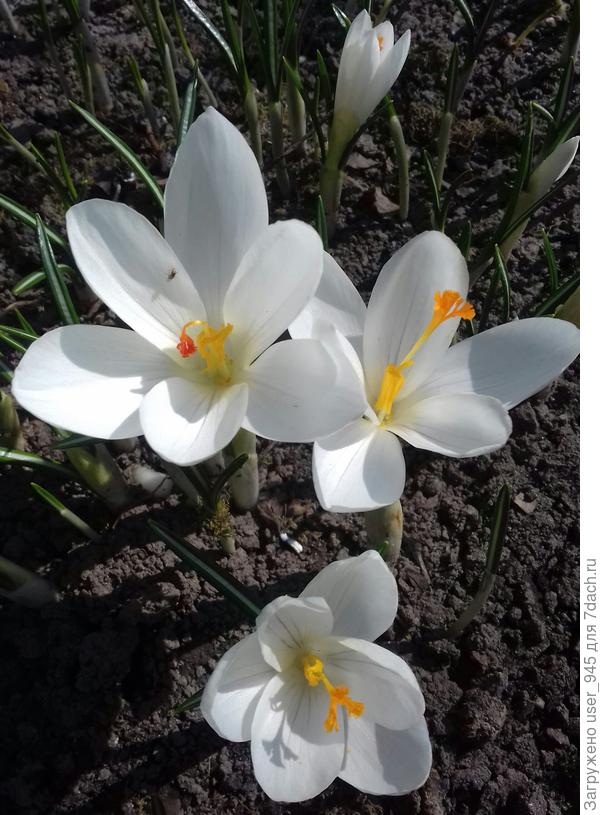 Для прекрасной девушки Ольги!)))))