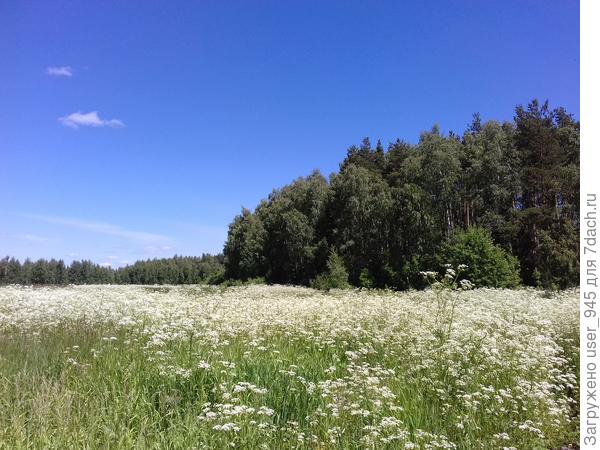Не знаю что цветёт, но всё как в белой пене:)))