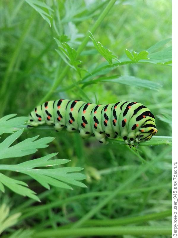 Так крепко держалась, что пришлось оторвать листик))