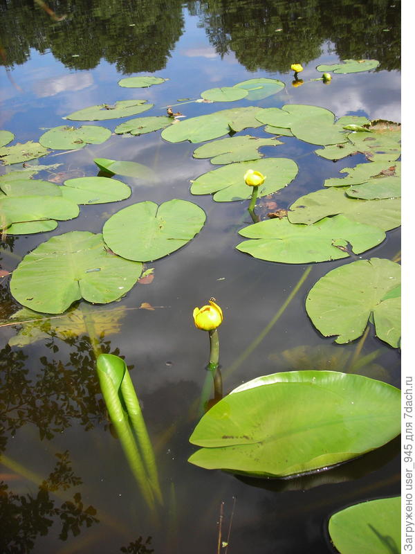 Парящие кувшинки