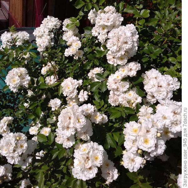 И твоего любимого цвета)))))