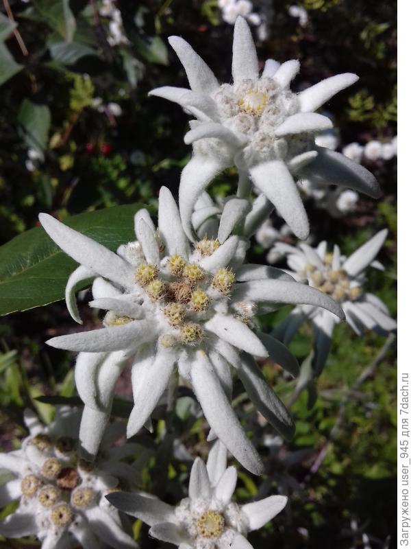 Эдельвейсы тебе в подарок)))))