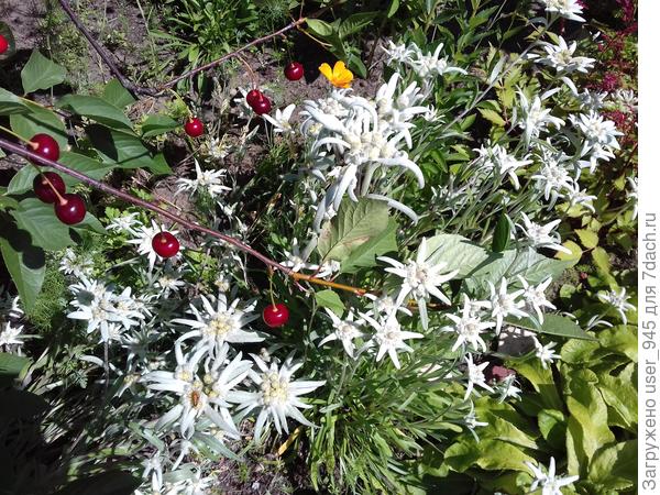 Это часть бардюра))