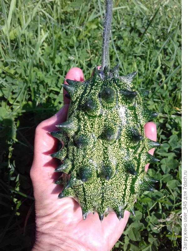 Это тебе кивано &quot;Зелёный дракон&quot; :) жутко колючий)))