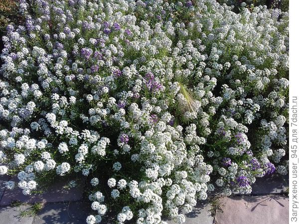 Даже овёс гривастый через него еле пробился))