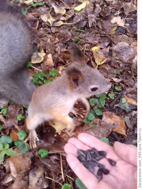 Так здорово, когда она подбегает и лапками за руку берётся))