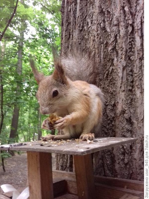 Это, конечно, не у вас в саду, декораций нет;)