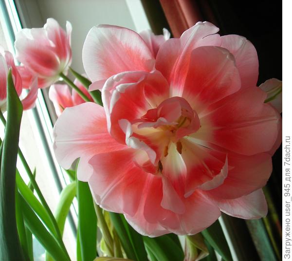 Они были довольно высокие))