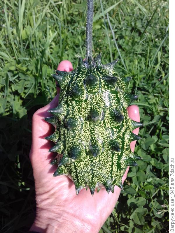 Кивано &quot;Зелёный дракон&quot; :)