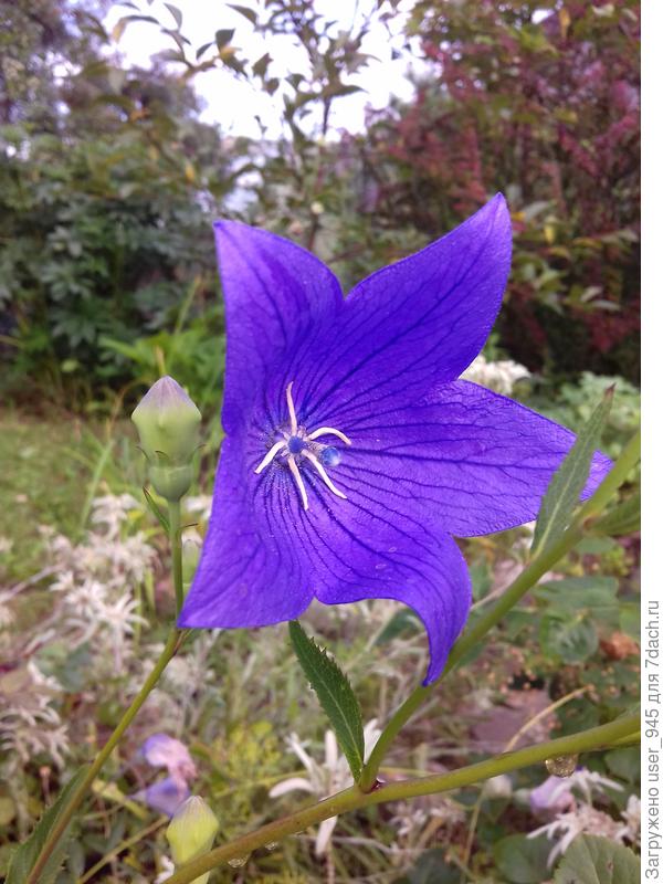 И вот такой, высотой примерно 70см, очень медленно разрастается.