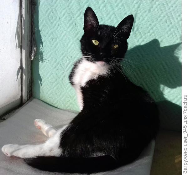 А это наша подкидыш Муська)) 2,5 года, но больше не растёт, и уши... :)