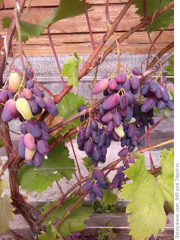 Названия не знаю, но очень сладкий и насыщенный вкус.