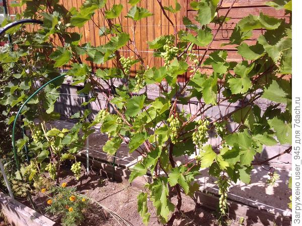 Из-за холодных мая и начала июня кисти зацвели поздно.