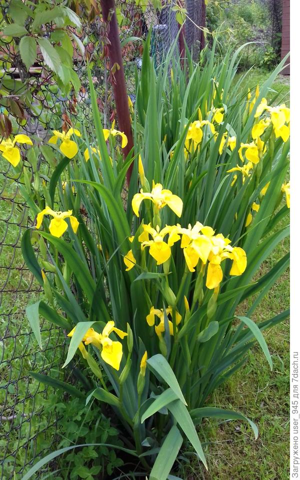 Здесь видно, что они растут прямо в канавке вдоль рабицы.