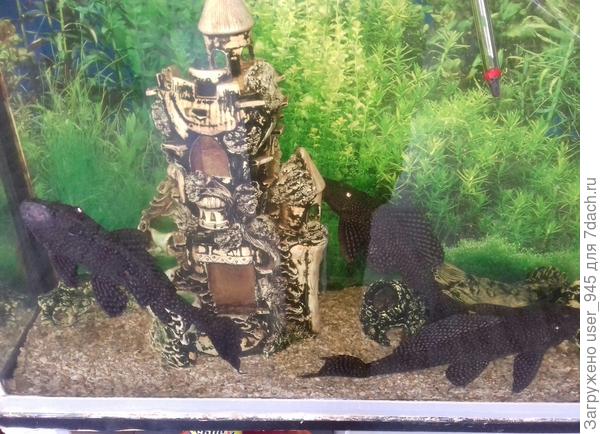 Не смогли никому их пристроить, тесновато им и растений нет, хорошо хоть воду поменяли и кормят))