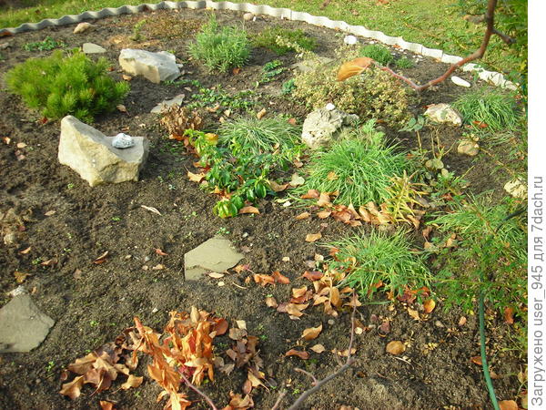 Это фото первые числа октября, зелёные кочки в правой половине это все ячмень.