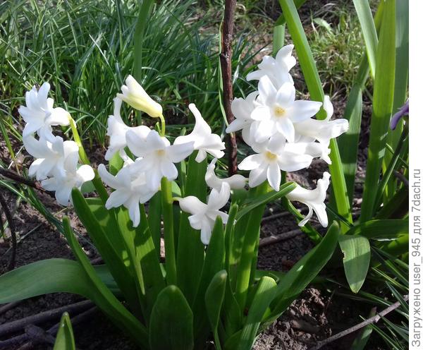 И немного гиацинтов, из-за не выкапывания измельчали, но кучками всё равно красиво))