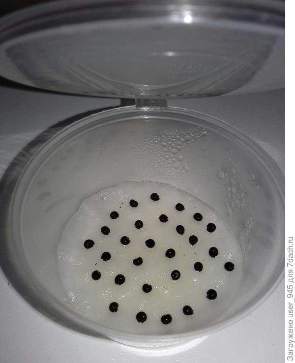 Моя черемша тоже на ватном диске))