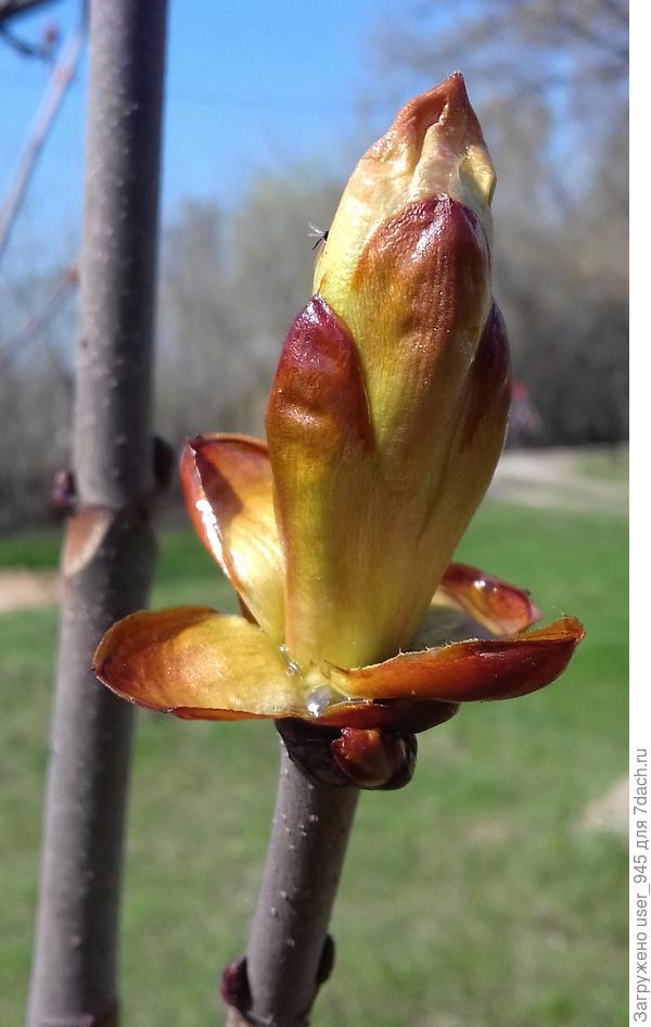 Каштан просыпается))