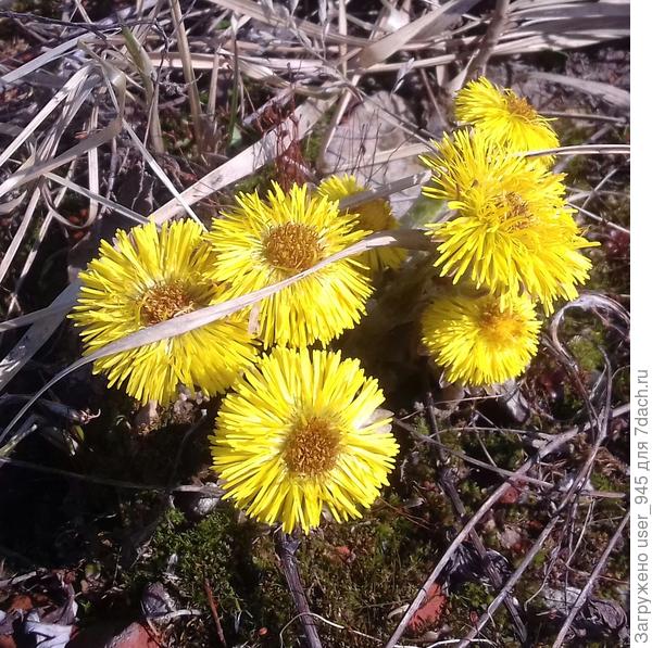 Мать-и-мачеха))