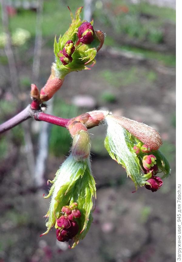 Остролистный клён зацветает))