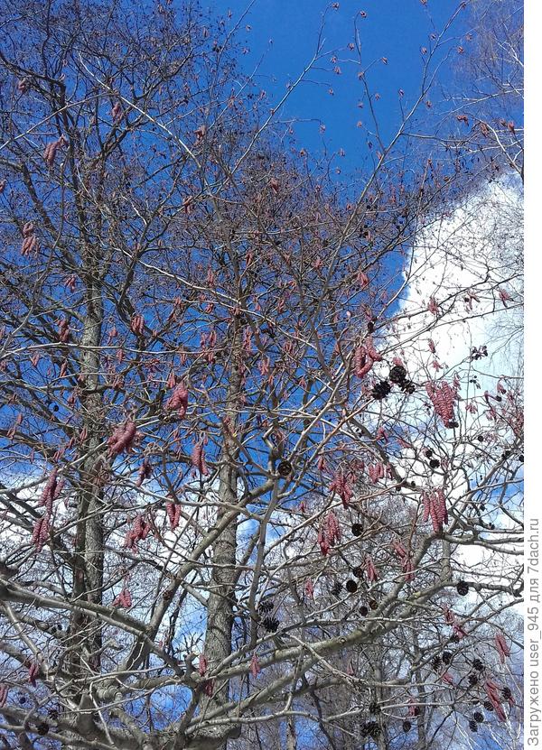 У ольхи серёшки распускаются)) Весна:)