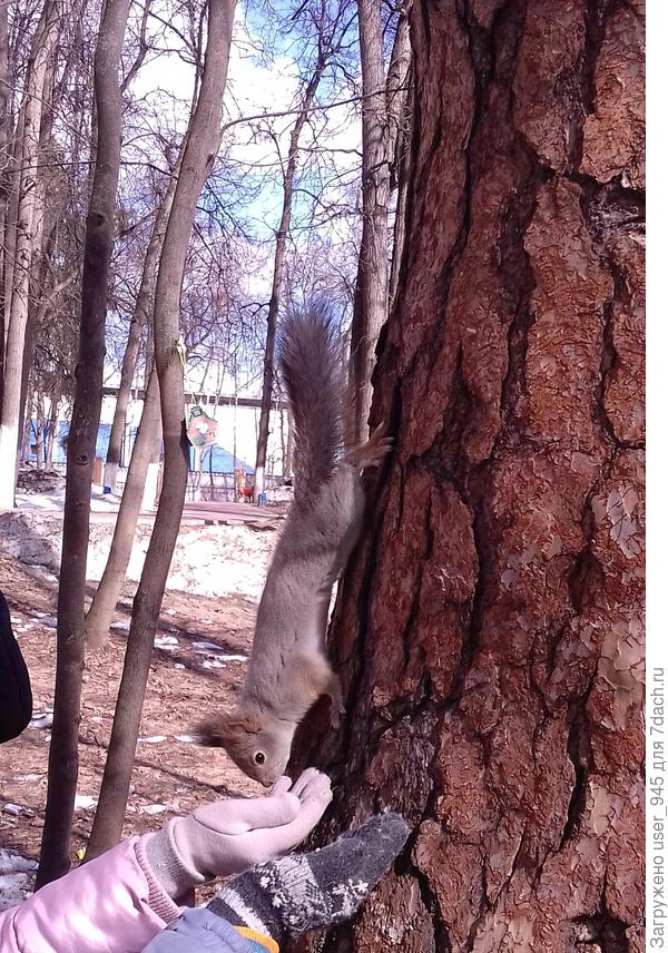 Орешки детишкам в ладошки насыпала))