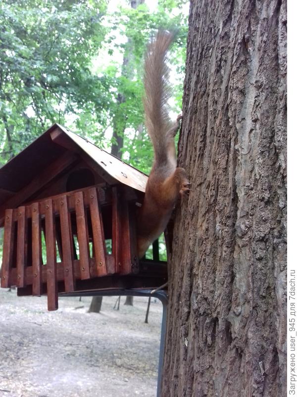 Вот такие кормушки, только для белок, у птиц свои))