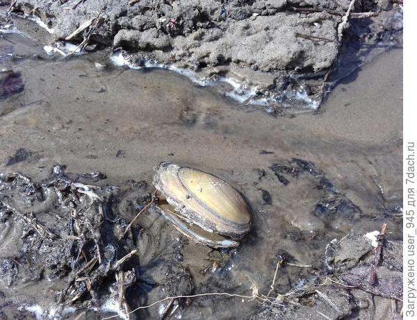 В ручье стекающем к озеру)))