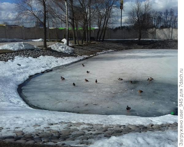 А наши утки пока ещё так поживают, эти и не улетали))