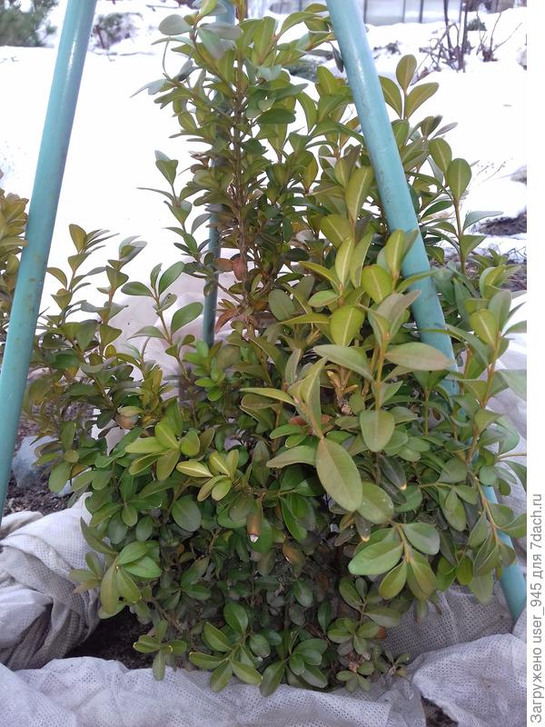 Самшитик перезимовал)))