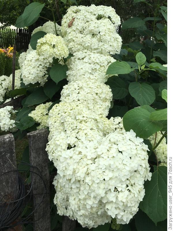 Вот такое цветение стало ежегодно)) 2017г