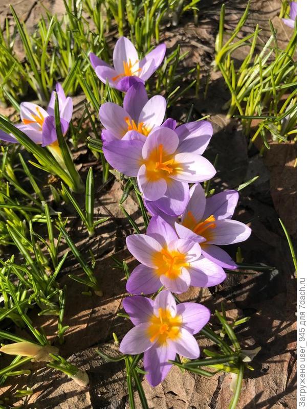 Мамины первые в этом году)).